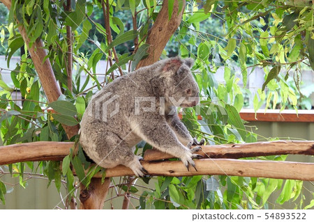 Koala 54893522