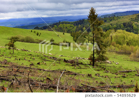 A lonely pine tree is sick on a hillside. 54893629