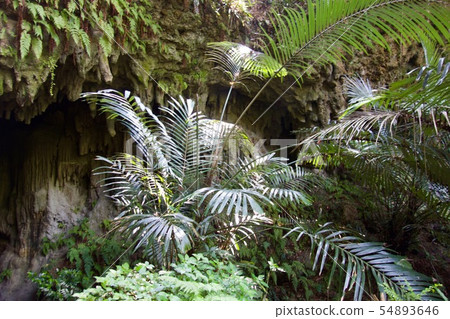 Cave entrance of Okinerabu Island 54893646
