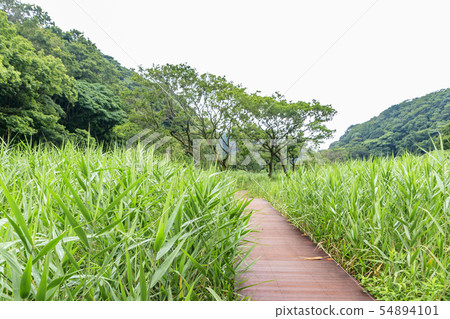 Rainy valley (summer) 54894101