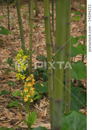 Honeymoon Honeymoon 54894251