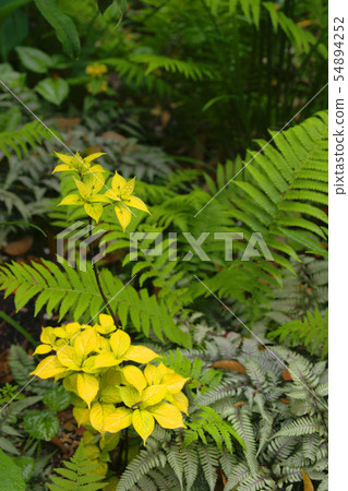 Bloom Bloom 54894252