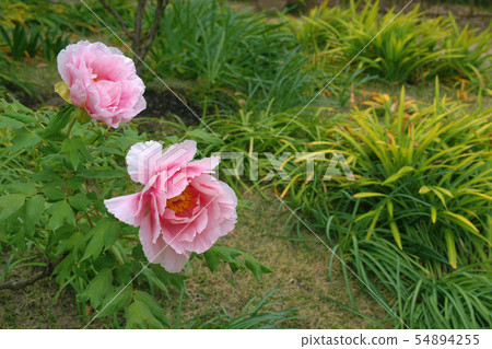 Peony Peony 54894255
