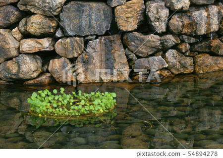 Fan fan Fan fan 54894278