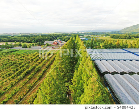 Makino plateau Metasequoia tree-lined tree in summer 54894423