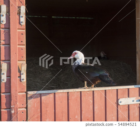 Muscovy duck Muscovy duck Cairina moschata standing on wooden orange stable window. 54894521