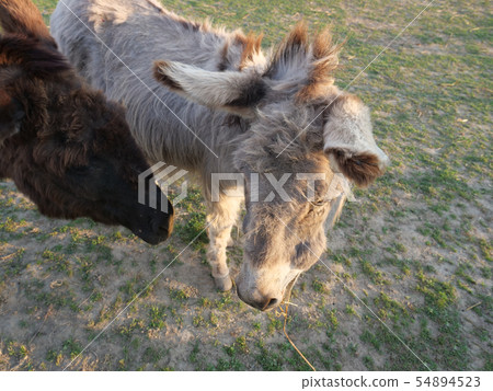 gray beige furry young donkey and dark brown donkey tesing each other in afternoon golden hour light gray beige furry young donkey and dark brown donkey tesing each other in afternoon golden hour light 54894523