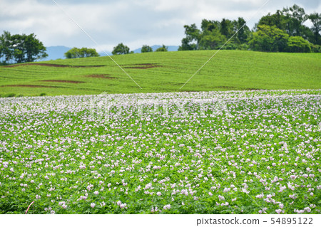 Taking a picture of the summer landscape of a potato field that blooms in the Atsuzawabe Town, Hokkaido 54895122