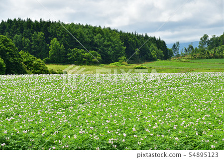 Taking a picture of the summer landscape of a potato field that blooms in the Atsuzawabe Town, Hokkaido 54895123