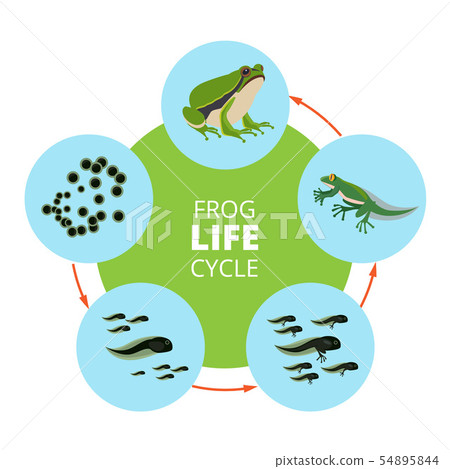 Nature infographic illustrations of frog life cycle. School vector pictures isolate Nature infographic illustrations of frog life cycle. School vector pictures isolate 54895844