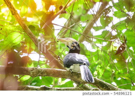 In a complete forest Some days we will find a 54896121