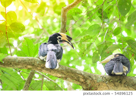 In a complete forest Some days we will find a 54896125