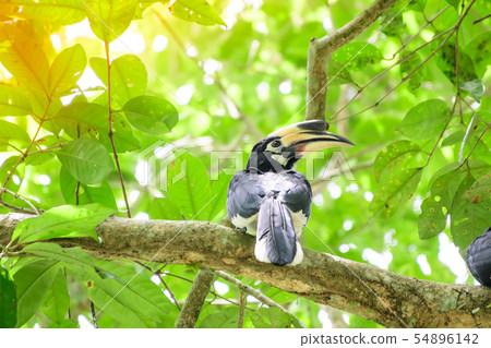 In a complete forest Some days we will find a 54896142