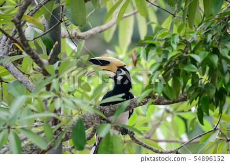 In a complete forest Some days we will find a 54896152