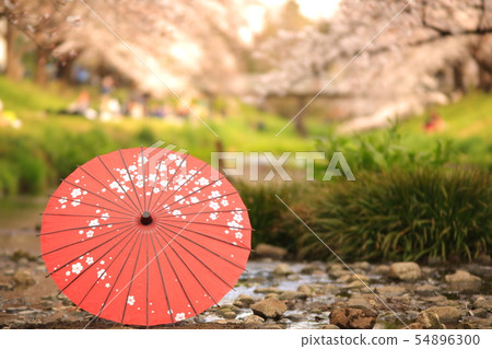 Cherry blossoms and Ban umbrella Negawa Green Road Cherry blossoms and Ban umbrella Negawa Green Road 54896300