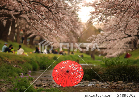 Cherry blossoms and Ban umbrella Negawa Green Road Cherry blossoms and Ban umbrella Negawa Green Road 54896302