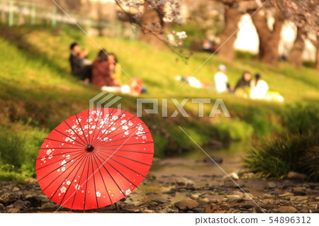Cherry blossoms and Ban umbrella Negawa Green Road 54896312