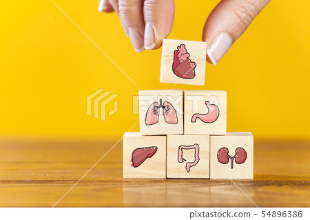 Hand arranging internal organ icons Hand arranging internal organ icons 54896386