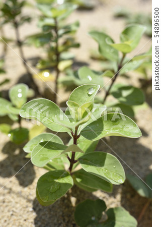 雨後 雨後 54896500
