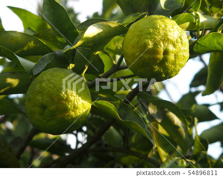 Still blue mulberry Still blue mulberry 54896811