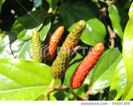 移液器(沖繩) 移液器(沖繩) 54897169