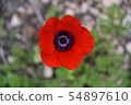 Red poppy, bee sits on a flower 54897610