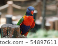 Very beautiful motley parrot Lory 54897611