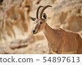 Mountain goat in the Negev desert 54897613