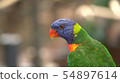 Lory parrot. Very beautiful motley parrot Lory 54897614
