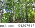 Beautiful birch grove, birches stand in a row 54897617