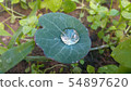 A drop of rain on a green leaf 54897620