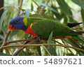 Very beautiful motley parrot Lory 54897621