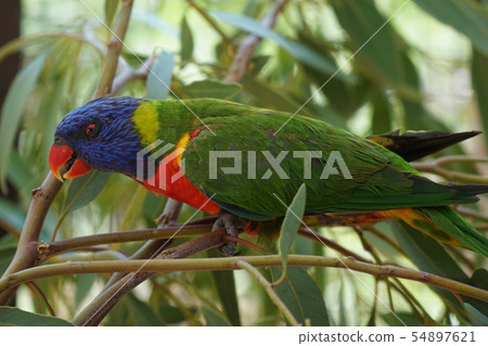 Very beautiful motley parrot Lory 54897621