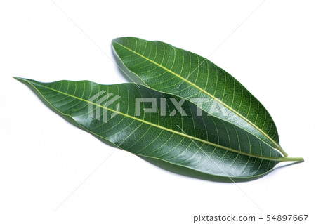 芒果葉背景芒果葉背景 54897667