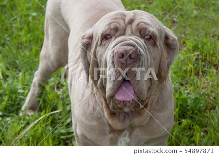 Adult neapolitan mastiff close up. Adult neapolitan mastiff close up. 54897871