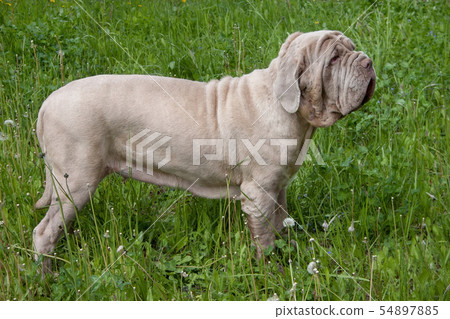 Neapolitan mastiff is standing in a green grass. 54897885