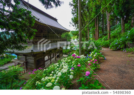 Fujikawa Town Myohoji Ajisai Fujikawa Town Myohoji Ajisai 54898360