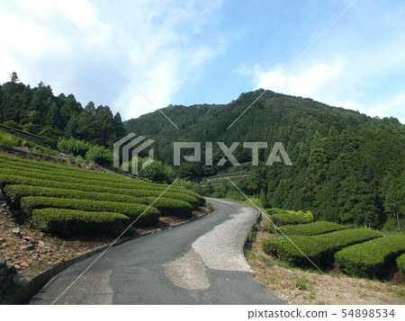 Mountain tea field Mountain tea field 54898534