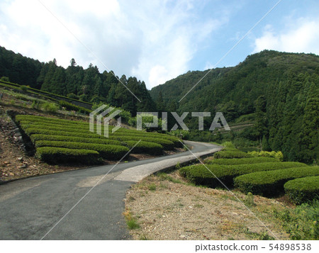 Mountain tea field 54898538