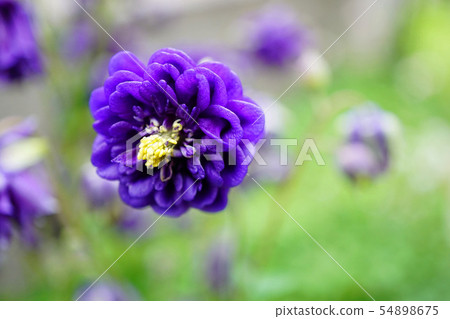 紫色玫瑰牡蠣充滿了尊嚴 54898675