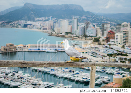 Seagull on the background of the city. 54898721