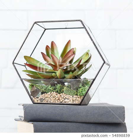 Florarium and books on table at white wall 54898839