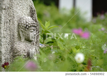 野生佛和宇宙 野生佛和宇宙 54898902