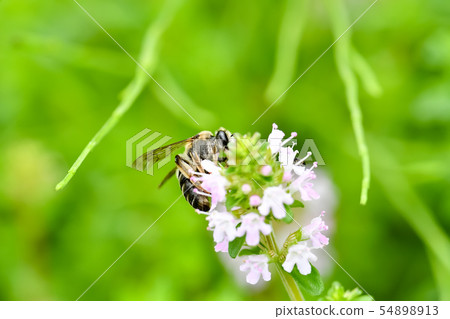 彌生姬蜜蜂 彌生姬蜜蜂 54898913