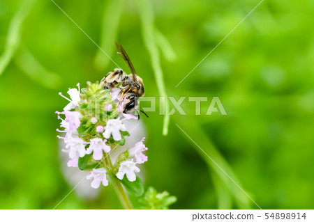 彌生姬蜜蜂 彌生姬蜜蜂 54898914