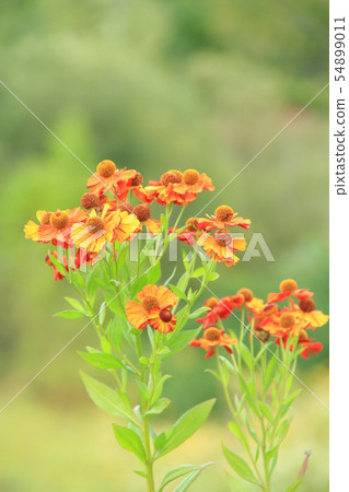 Vermilion flowers, Helenium, green background that bloom from summer to autumn Vermilion flowers, Helenium, green background that bloom from summer to autumn 54899011