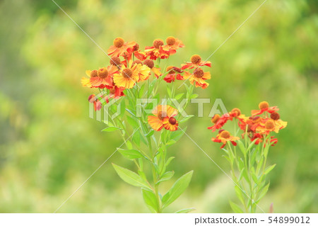 朱紅色的花朵，Helenium，從夏天到秋天盛開的綠色背景 54899012