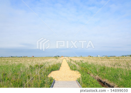 Kiritappu Mire 54899030