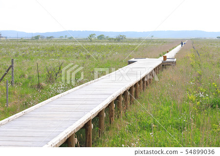 Kiritappu Mire 54899036