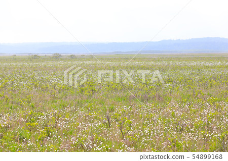 Kiritappu Mire 54899168